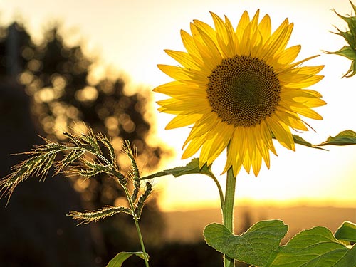 PTSD Treatment in Tucson with Evolved Service image of a sunflower with a sunset.